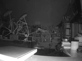 voyeurcam bridgetleewalters 02